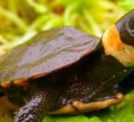 Bog Turtles